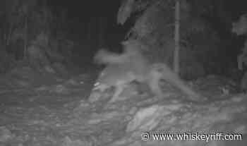 Trail Camera Captures Canada Lynx Beating Up On An Overmatched Coyote - Whiskey Riff