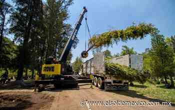 Desde Monterrey, llega a CDMX ahuehuete que sustituirá a Palma de Reforma - El Sol de México