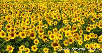 Cornwall sunflower farm explored in new Channel 4 documentary - Cornwall Live