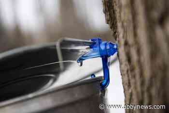 Maple syrup producers see climate change as a threat to industry’s future
