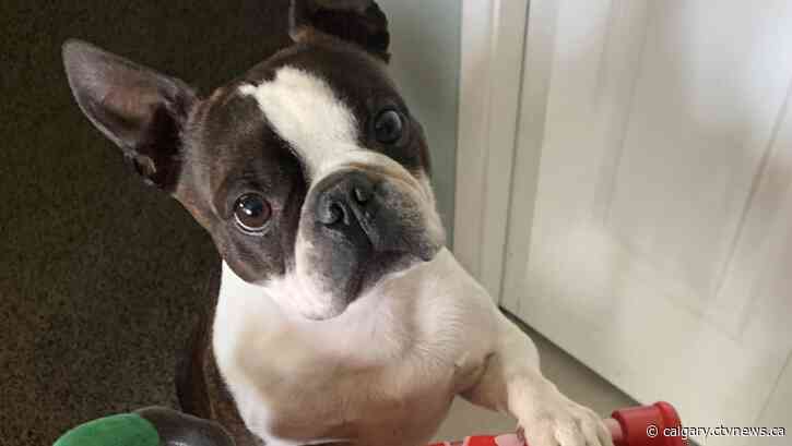 Calgary show dog ready for the bright lights of New York at Westminster Kennel Club Dog Show