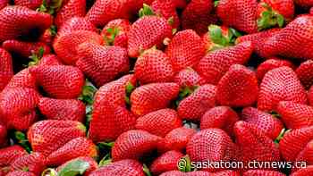 'Throw them out': Strawberries sold in Sask. linked to hepatitis outbreak