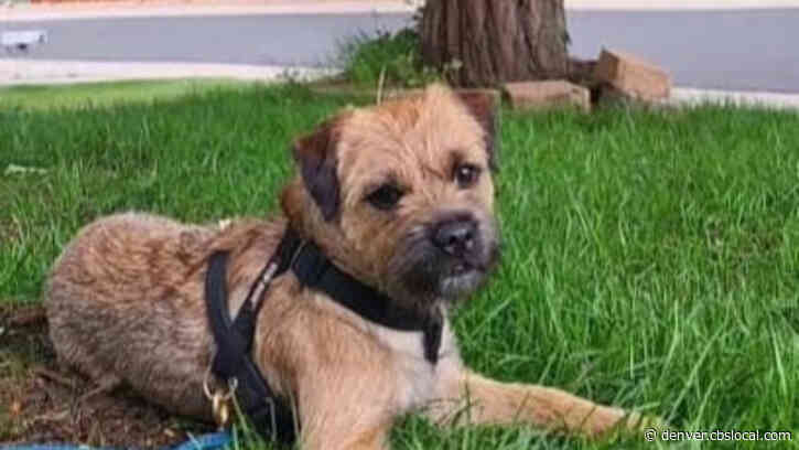 Littleton Police Alert To Missing Dog After Attempted Carjacking