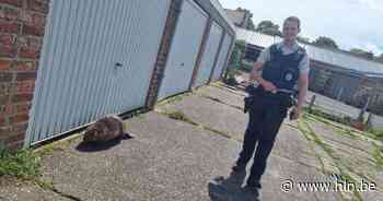 En plots wandelt een bever door de straten van Brugge: “Zeer uitzonderlijk” - Het Laatste Nieuws