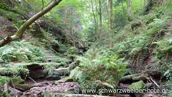 Outdoor-Tipps in Calw - Was unternehmen am Kindergeburtstag? - Schwarzwälder Bote