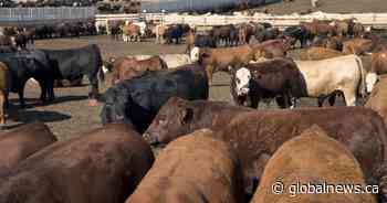 Alberta feedlots see significant losses in May