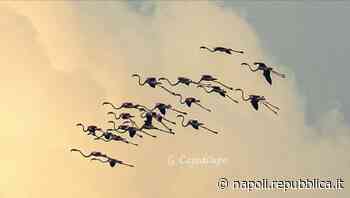 Fenicotteri in volo sul golfo di Napoli, spettacolo all'alba nei cieli della Penisola sorrentina - La Repubblica