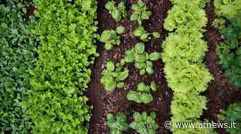 Racconta e apri il tuo orto: ad Alba una call per chi vuole rendere il proprio orto un luogo visitabile di biodiversità - ATNews