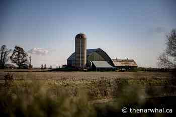 Durham Region to vote on developer plan to pave farmland - The Narwhal
