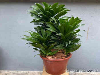 Como cultivar e plantar a Dracena Poa? Veja dicas para ter essa linda folhagem em seu jardim - EmaisMT