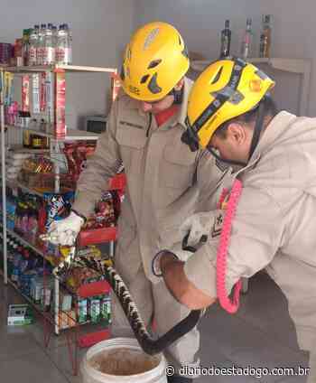 Cobra enorme é encontrada em caixa de cerveja, em Morrinhos - Jornal Diário do Estado