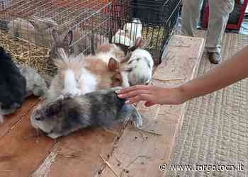 Cuneo, al Miac di Ronchi torna il mercatino dei piccoli animali - TargatoCn.it