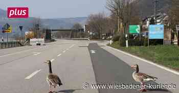 Wie sich die B42-Sperrung auf Lorch auswirkt - Wiesbadener Kurier