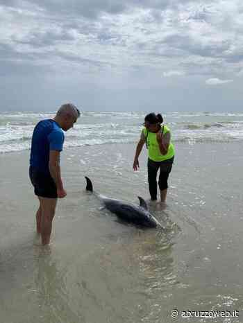 PINETO: STENELLA SPIAGGIATA E SOCCORSA NELL'AREA PROTETTA TORRE DEL CERRANO | Ultime notizie di cronaca Abruzzo - Abruzzoweb.it