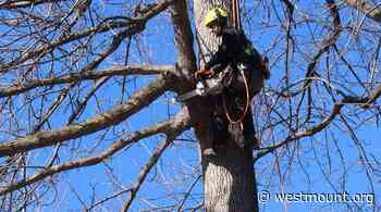Trimming of public trees as of April 25 - City of Westmount - Ville de Westmount