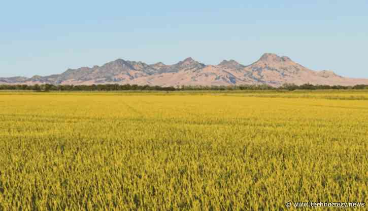 California Shuts Off Water To Farmers To Save Fish