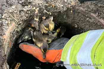 Firefighters rescue seven trapped ducklings from a drain - Ealing Times