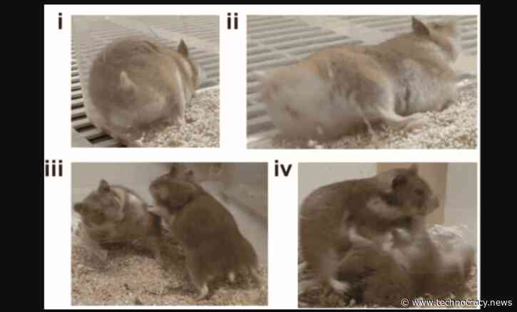 CRISPR Gone Wrong: Fluffy Hamsters Turn Into ‘Aggressive’ Rage Monsters