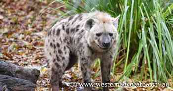 Some wild animals may evolve faster: Study - Western Advocate