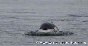 Sick orca stranded for days in Seine dies - Western Advocate
