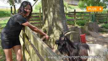Pferdesportverein Roggenburg plant einen Grünen Stall mit Lehrpfad