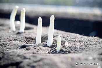 Weniger Spargelanbau, mehr Direktvermarktung