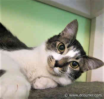 Pet of the Week: Dash (Catty Shack) - Prescott Daily Courier