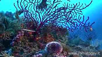 A 4 miglia dai Cancelli di Roma c'è una barriera corallina di 1400 ettari
