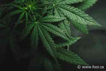 Why Aurora Cannabis (TSX:ACB) Stock Tanked 45% Last Week - The Motley Fool Canada