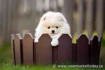 Aurora pulls back on off-leash dog trail pilot for more review - NewmarketToday.ca