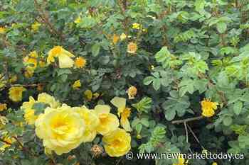 Bounty of native plants for sale as Garden Aurora event returns - NewmarketToday.ca