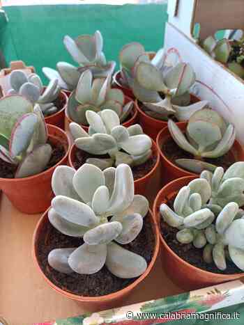 Soverato, 1^ fiera dello scambio gratuito di talee e piante grasse - CalabriaMagnifica.it - Calabria Magnifica