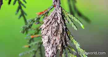 Master Gardener: Here's how to get the jump on bagworms this year - Tulsa World