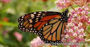 MASTER GARDENER — Enjoying and protecting Monarch butterflies | Lifestyles | thedailynewsonline.com - The Daily News Online