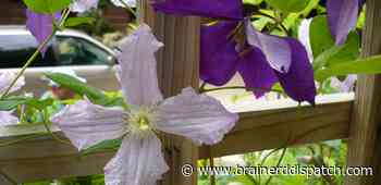 Ask the Master Gardener: Clematis plants hardy enough to grow in Brainerd - Brainerd Dispatch