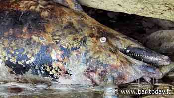 Carcassa di delfino "da una settimana" sul lungomare di Palese: la segnalazione, "vicino anche i resti di una tartaruga" - BariToday