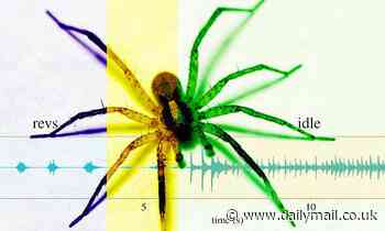 Rhythm of love? Male wolf spiders lay down elaborate BEATS to woo females, study finds