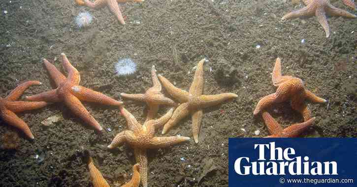 Fishing industry still ‘bulldozing’ seabed in 90% of UK marine protected areas