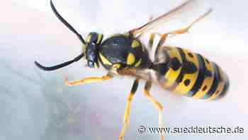 Wie viele nerven uns heuer? Prognose für den Wespenflug - Süddeutsche Zeitung - SZ.de