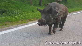 Auto contro cinghiale, paura per una famiglia di Capua - L'Occhio di Caserta