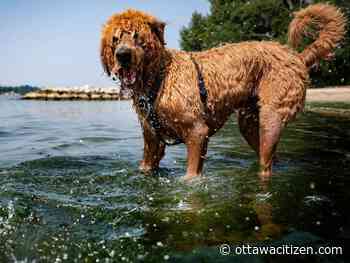 Weather: Sticky 27 C Tuesday, chance of showers, risk of a thunderstorm