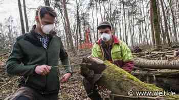 10 000 kranke Bäume in Lich bereits gefällt - WELT - WELT