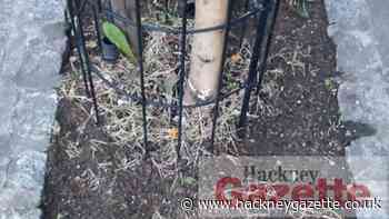 Flowers removed from Hackney and London Fields tree pits - Hackney Gazette