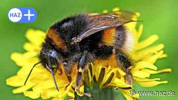 Sehnde: Nabu ruft zum Insektenzählen auf - HAZ