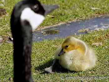 Edmonton weather: Mostly sunny for the rest of the week