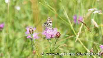 Aichach-Friedberg: Neues Schutzprojekt widmet sich Tagfaltern und Wildbienen | Aichacher Nachrichten - Augsburger Allgemeine