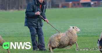 BK Schapendrijven: Ronald uit Zoersel en hondje Jill doen voor de eerste keer mee - VRT NWS