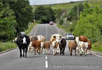Picture captures cattle crossing over to pastures new in Smithills - The Bolton News