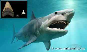 Megalodons were driven to extinction by great white sharks, study claims