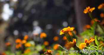 Bamberg: „Aktiv mitdenken und mitgestalten“ - Monat der Nachhaltigkeit im Juni - inFranken.de